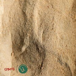 Alternative view of مکمل گرو ایکس رایمون ۲ کیلوگرم | محرک رشد کره اسب ®GrowX EquineX