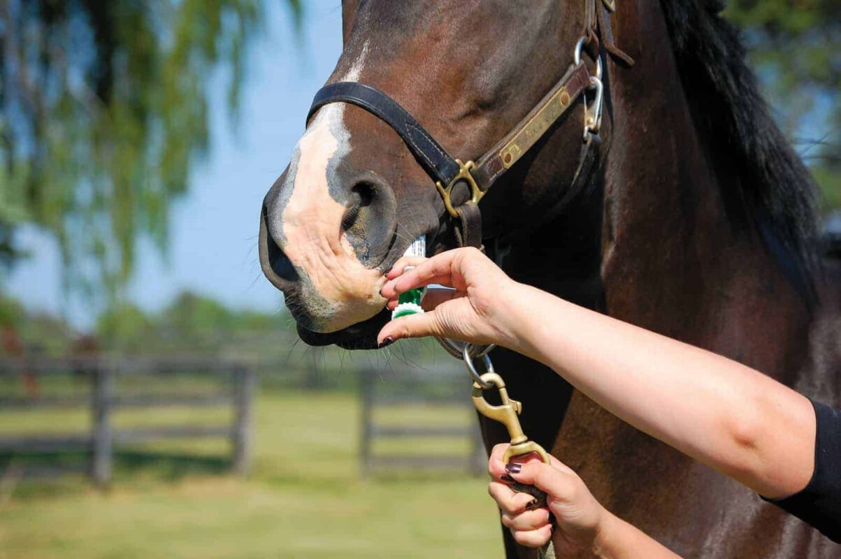 داروی ضدانگل قوی برای اسب و روش استفاده | 1