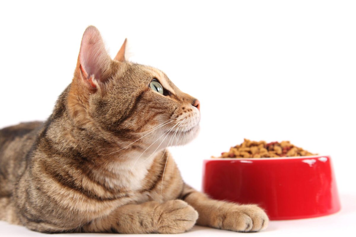 چرا گربه غذای خشک نمی خورد؟