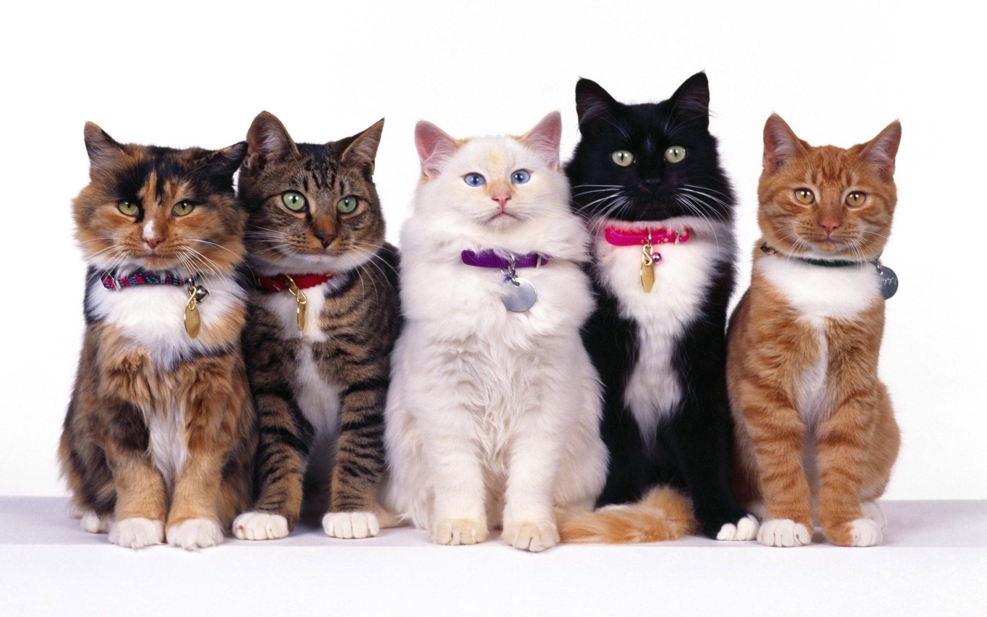 انواع نژاد گربه در ایران
