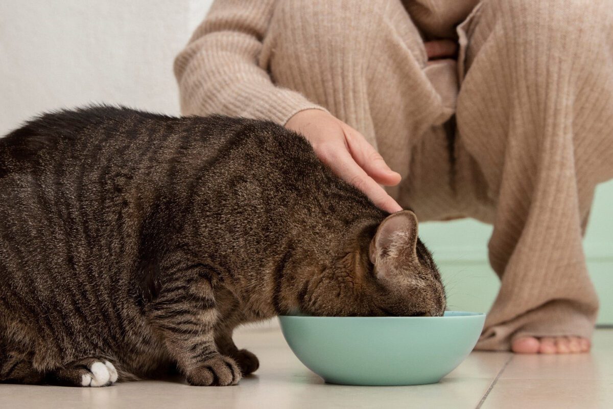 نکات مهم در زمینه غذا برای گربه‌هایی که تازه زایمان کرده