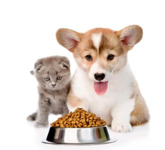 آیا غذای خشک گربه، برای سگ ضرر دارد؟ | 2