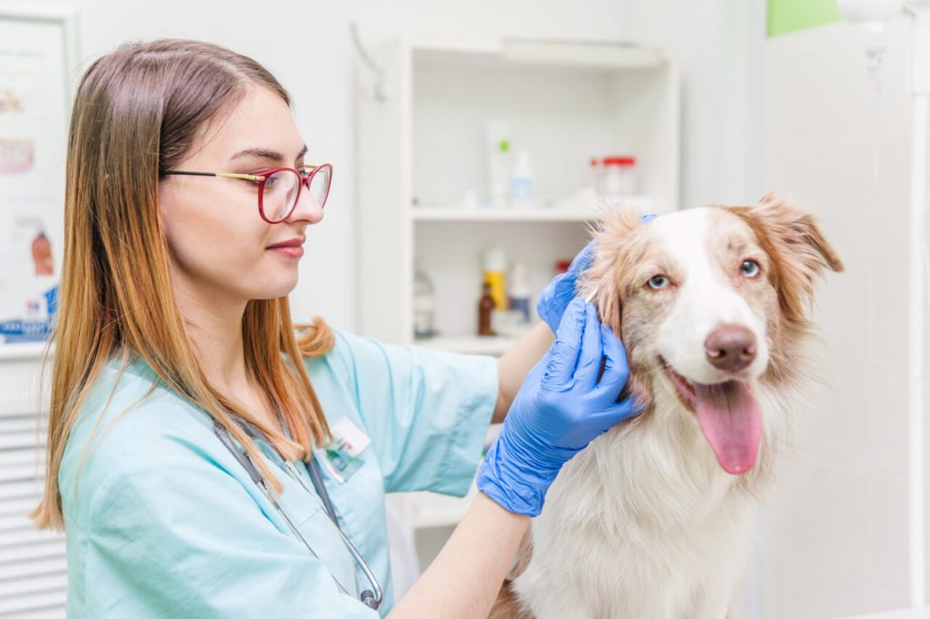 علائم بیماری در سگ: تشخیص زودهنگام، درمان به موقع